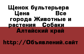 Щенок бультерьера › Цена ­ 35 000 - Все города Животные и растения » Собаки   . Алтайский край